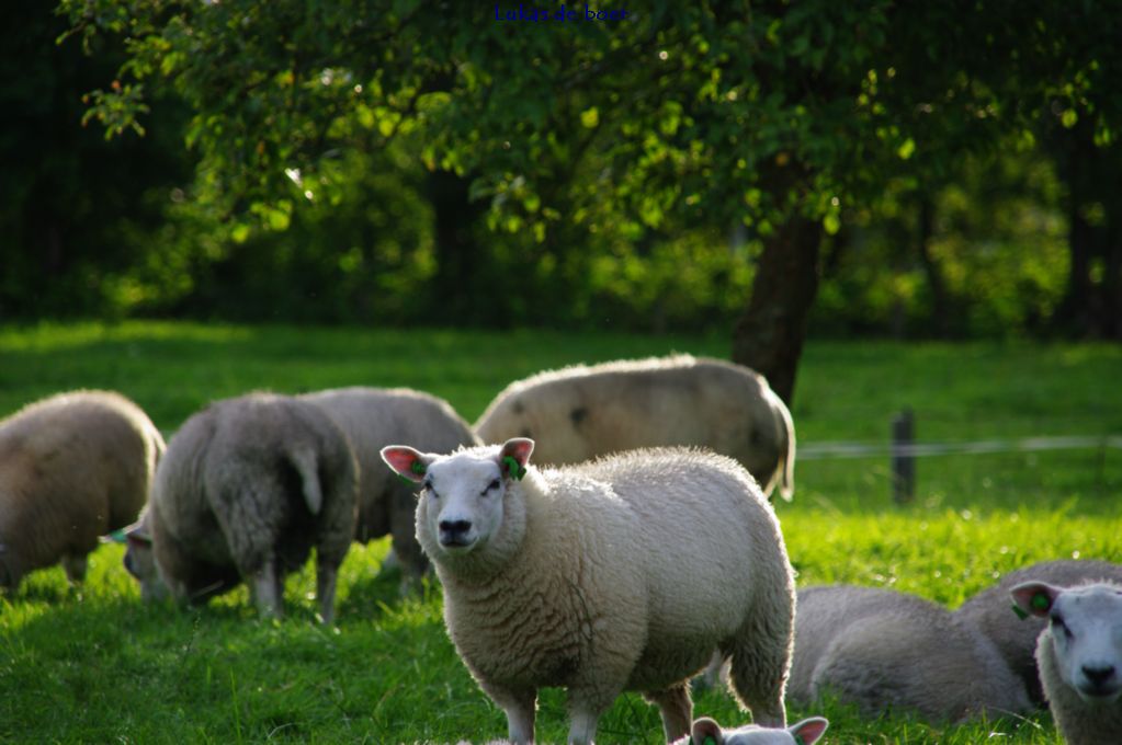 tour (62).jpg - Schapen, nogmaals